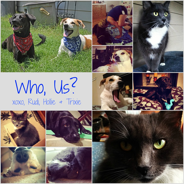 pets collage
