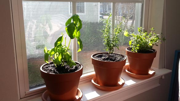 windowsill-herb-garden-1