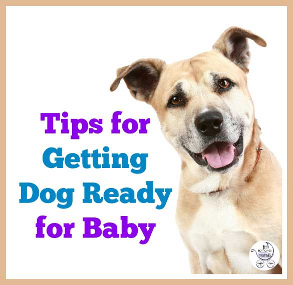 getting-dog-ready-for-baby