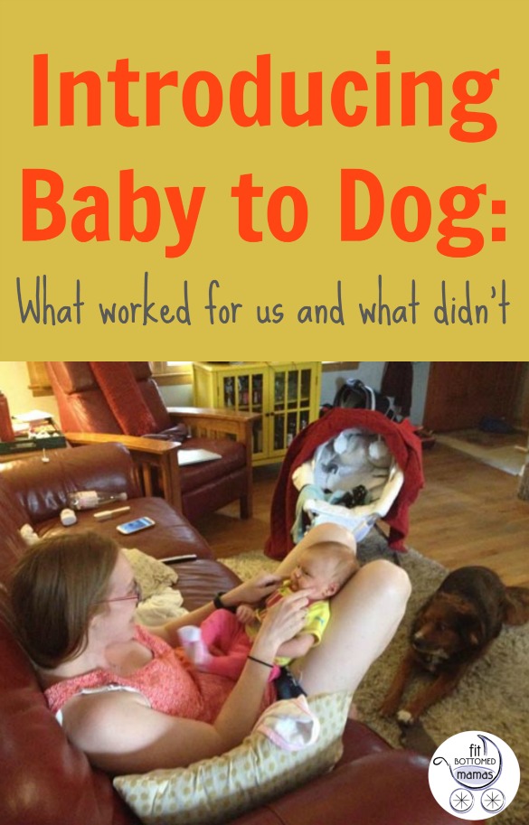introducing-baby-to-dog