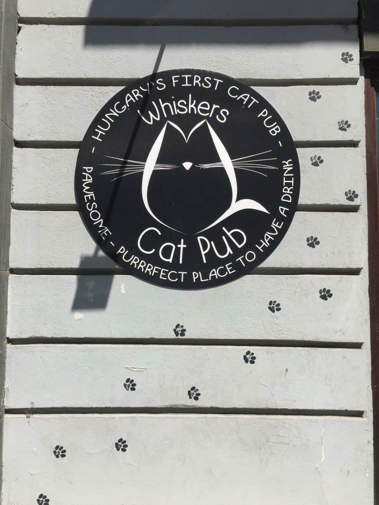 cat pub sign